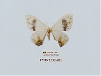 藏品(刺啞鈴帶鉤蛾)的圖片